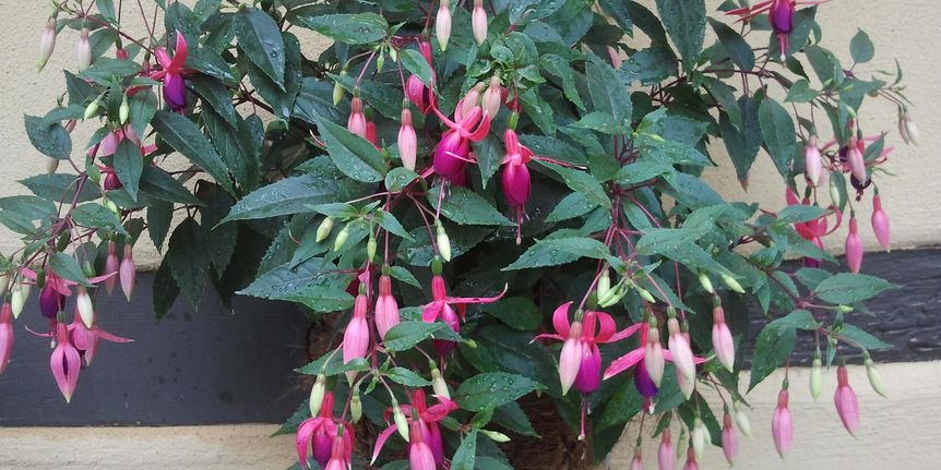 Schloss Weikersheim, Kastellangarten, Fuchsien-Präsentation