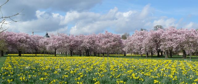 Schloss und Schlossgarten Schwetzingen, Obstgarten mit Zierkirschen und Narzissen