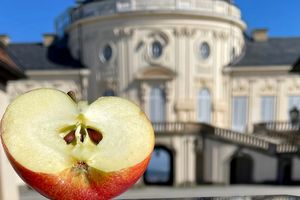 Schloss Solitude, Event, Apfeltag, Apfel vor dem Schloss