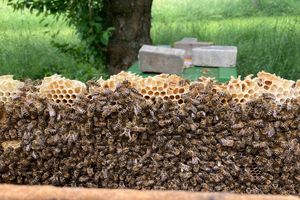 Schloss und Schlossgarten Weikersheim, Bienen im Obstgarten