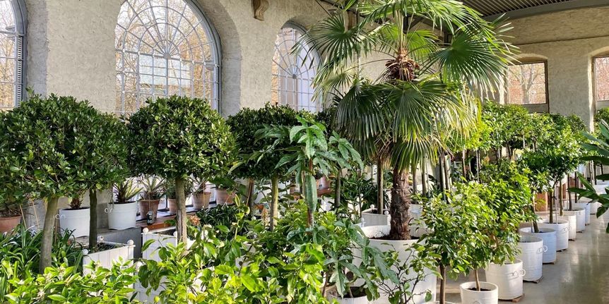 Schloss und Schlossgarten Weikersheim, Ausstellung, Pomeranzenschau